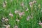 In the meadow among the herbs blooms sainfoin onobrychis