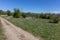 Meadow with a hiking trail, lush trees, green grass and small white flowers