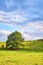 Meadow on a hill with sheep and an old tree