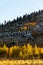 Meadow and hillside with golden aspen trees and burnt trees from past wildfire.