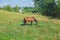 Meadow and horse, green trees. Travel photo 2018.