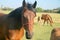 Meadow horses