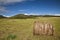 Meadow of Inner Mongolia