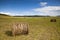 Meadow of Inner Mongolia