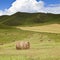 Meadow of Inner Mongolia