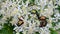 meadow insects closeup, summer, green dung-beetle protaetia aeruginosa bugs on white flowers, flower nature