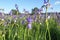 Meadow in Kalety in Poland with a large-scale blooming Siberian iris and blue tiger