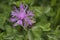 Meadow knapweed Centaurea nervosa