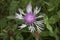 Meadow knapweed Centaurea nervosa