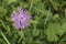 Meadow knapweed Centaurea nervosa