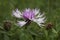 Meadow knapweed Centaurea nervosa