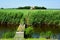 A meadow landscape from Dutch Island Ameland