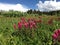 Meadow Landscape Pink Paintbrush