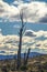 Meadow landscape, tierra del fuego, argentina