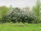 Meadow  lilac ,country village spring, fences, village landskape