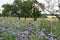 Meadow with lilac flowering scorpionweed