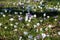 Meadow with lots of blooming spring crocus