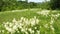 Meadow with lots of colorful spring flowers on sunny day. Nature floral background in early summer with fresh green grass.