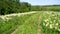 Meadow with lots of colorful spring flowers on sunny day. Nature floral background in early summer with fresh green grass.