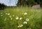 Meadow with lots of Ox-eye daisy Leucanthemum vulgare and juvenile female great green bush-cricket