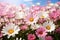 Meadow with lots of white and pink spring daisy flowers