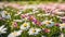 Meadow with lots of white and pink spring daisy flowers in sunny day. Nature landscape in estonia early summer