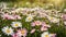 Meadow with lots of white and pink spring daisy flowers sunny day. Nature landscape in estonia in early summer