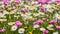 Meadow with lots of white and pink spring daisy flowers and yellow