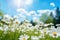 Meadow with lots of white spring daisy flowers