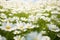 Meadow with lots of white spring daisy flowers