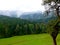 Meadow in lush green with forest in fog as background and single tree in foreground