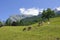 Meadow in Maienfeld, Switzerland