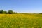 Meadow with a many dandelions