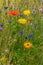 A meadow for many insects with colorful flowers