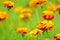 Meadow Of Marigolds