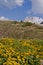 Meadow with marsh marigolds on the Falzarego pass