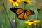 Meadow monarch butterfly