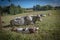 on a meadow mother cows with calves are lying in the sun