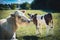 on a meadow mother cows with calves are lying in the sun