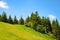 Meadow on mount Grosser Arber, National park Bayerische Wald,Germany.