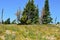 Meadow at Mount Hood, Volcano in the Cascade Range, Oregon