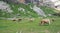 Meadow among mountains with cows grazing in Ordesa National Park.