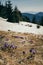 Meadow in the mountains with crocus flowers, thaw spring