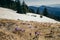 Meadow in the mountains with crocus flowers, thaw spring