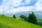 Meadow in the mountains, slopes, growing trees