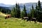 Meadow in the mountains with trees and cows