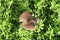 Meadow mushroom (Agaricus campestris) among green grass and dead organic matter : (pix Sanjiv Shukla)