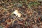 Meadow mushroom (Agaricus campestris) among green grass and dead organic matter : (pix Sanjiv Shukla)