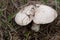 Meadow mushroom. Food