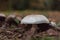 Meadow mushroom in Oregon wilderness